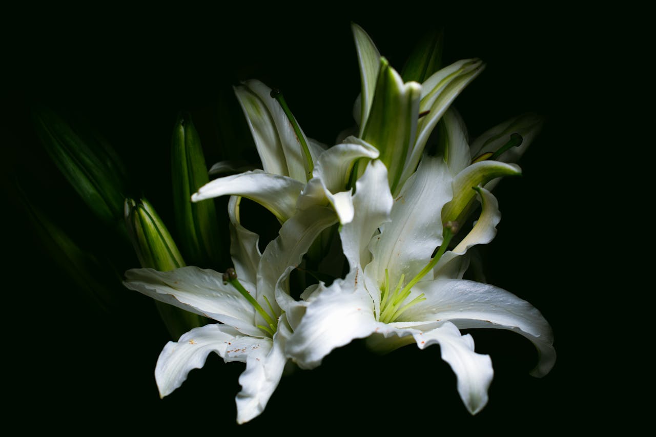Peace lily plant with white blooms, may irritate pets’ mouths and throats if chewed.