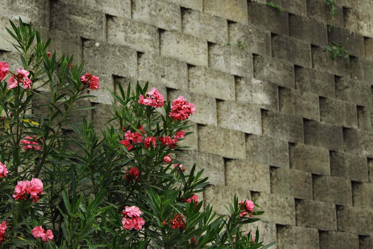 Oleander bush with flowers, extremely toxic to cats and dogs if ingested.