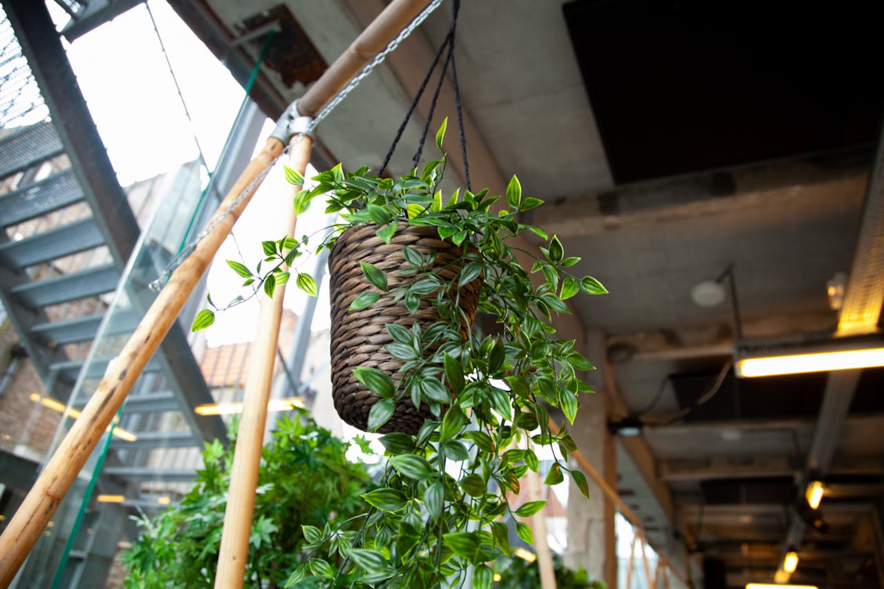 Philodendron leaves in a hanging basket, may cause drooling and vomiting in pets.