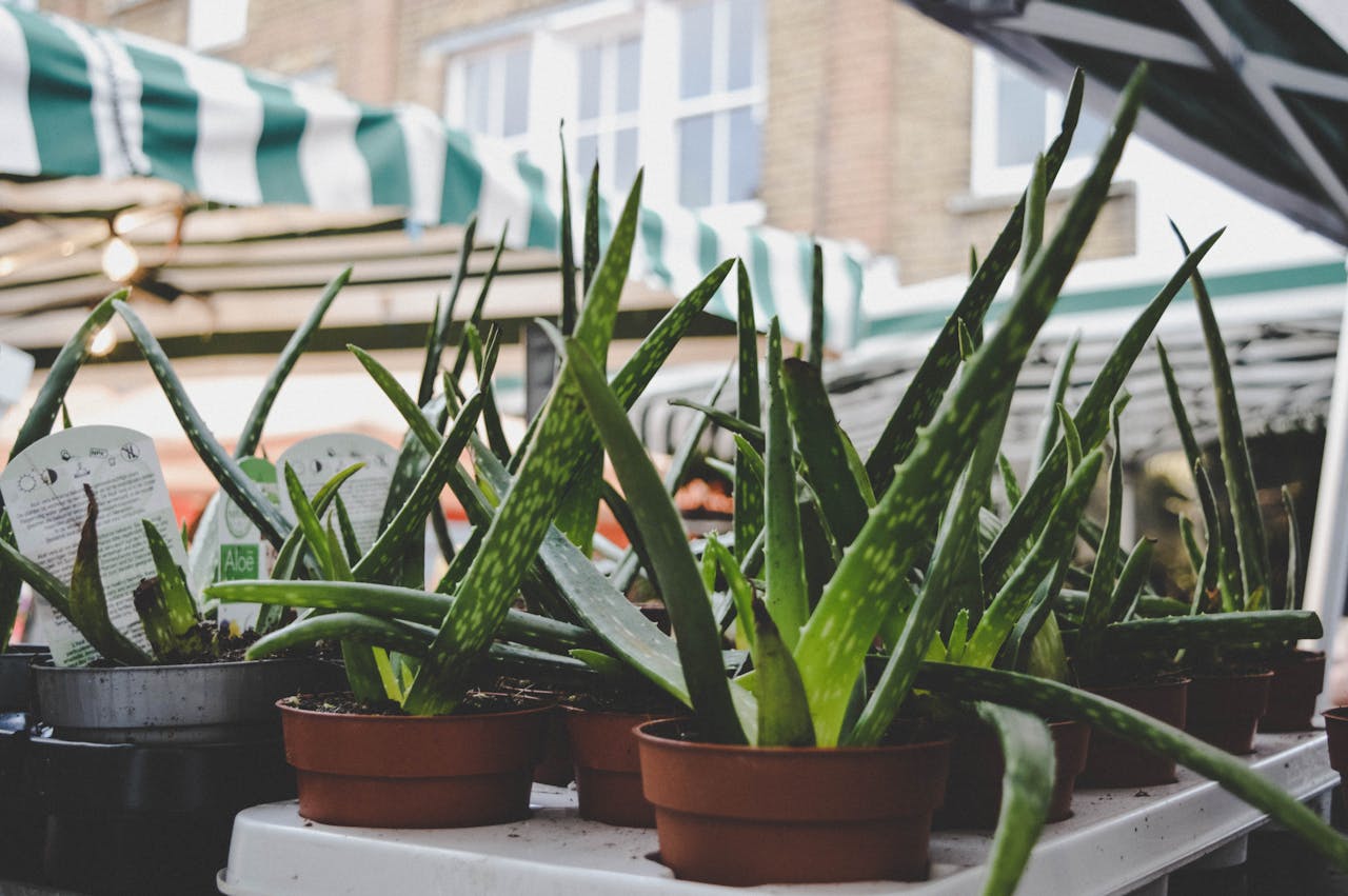 Aloe vera plant in a pot, can upset pets’ stomachs if leaves are eaten.
