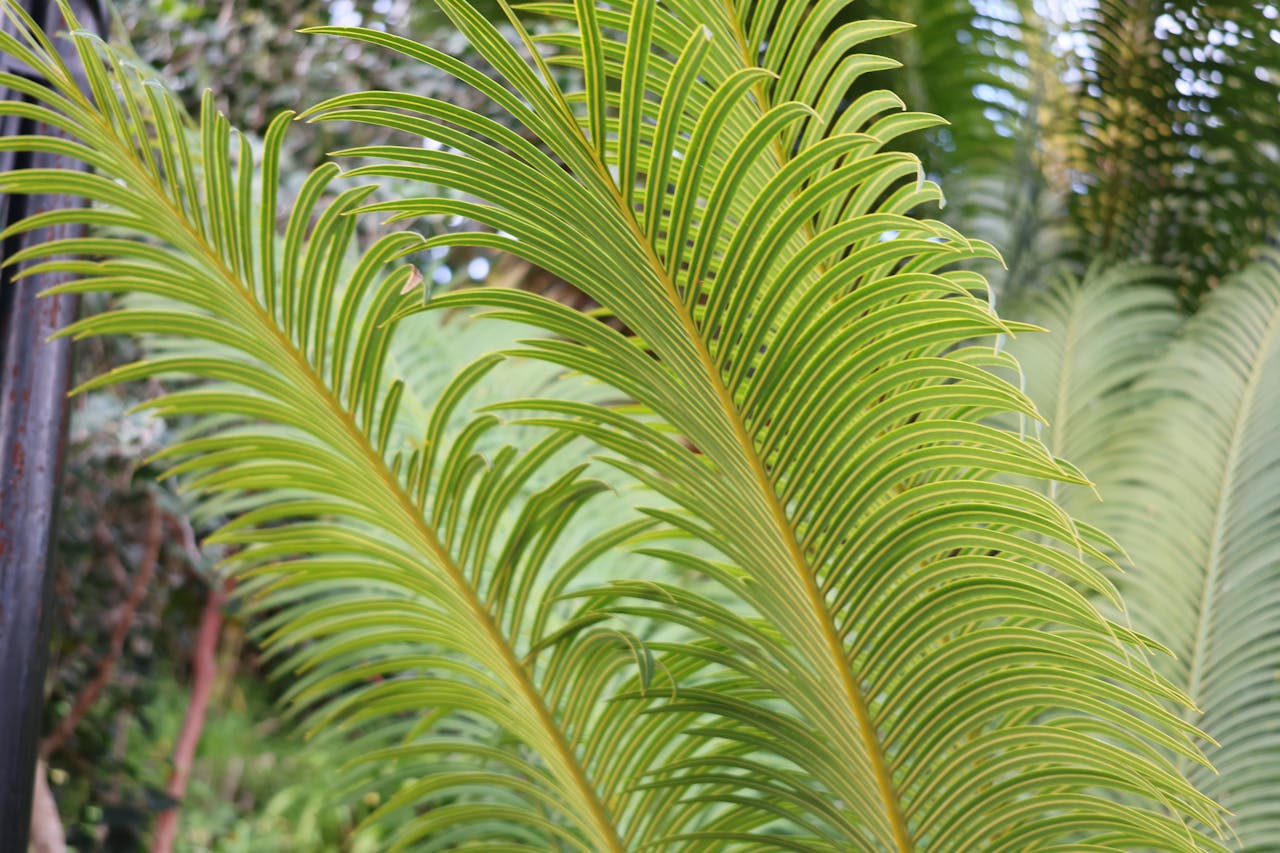 Sago palm with feathery leaves, highly toxic to pets if ingested.
