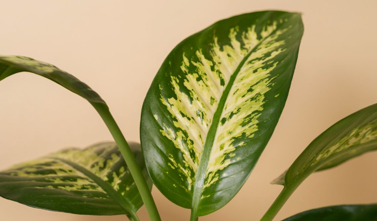 Dieffenbachia plant with green and white leaves, toxic to cats and dogs if chewed.