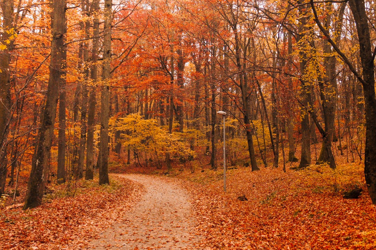 Scenic Walking Trail Hidden in Plain Sight