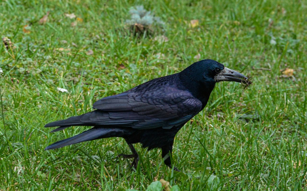 New Caledonian Crows Solve Multi-Step Tool Puzzles