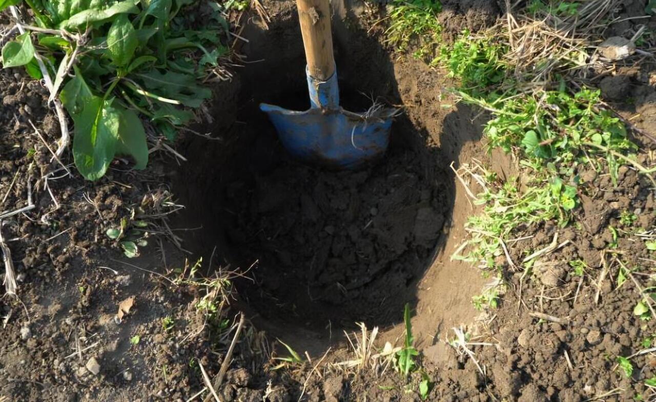 The No-Bury List 10 Things Experts Say Should Never Go Into a Backyard Hole