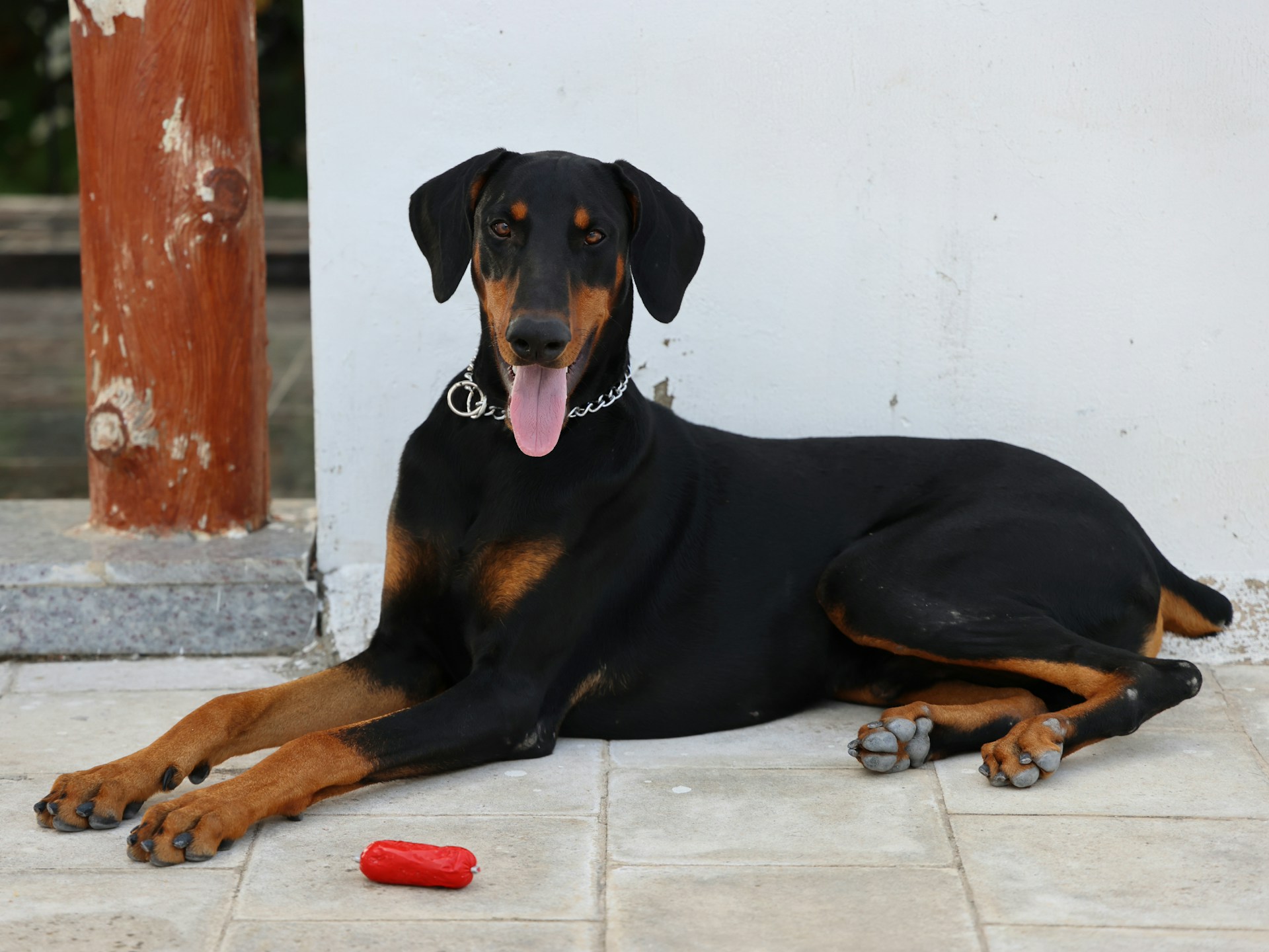 The Choking Doberman Mystery Solved