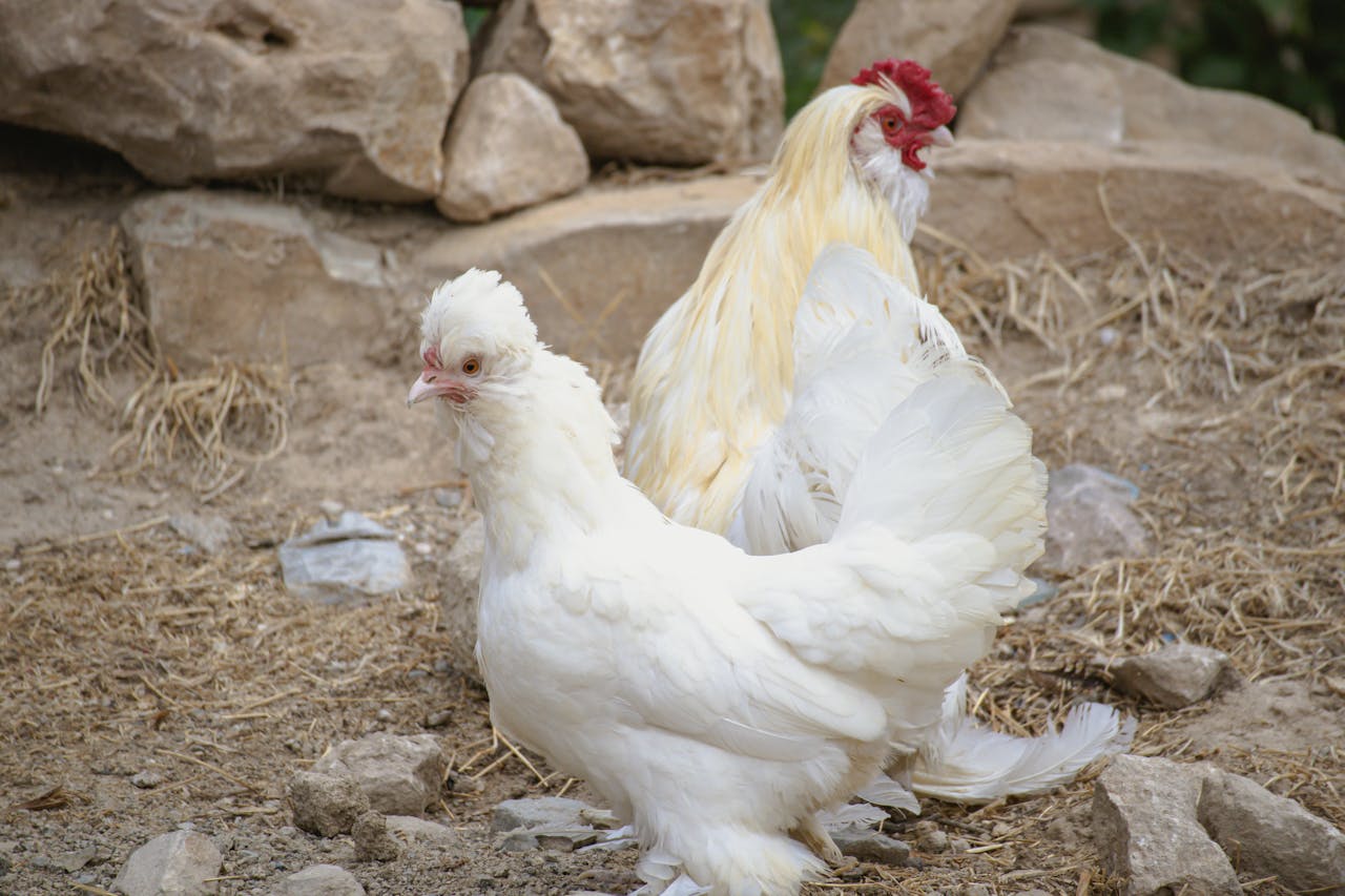 Chickens Recognize Faces And Social Rank
