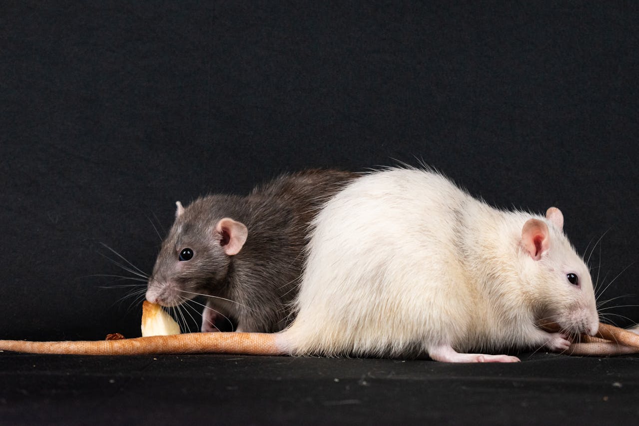 Food, Pet Food, or Bird Seed