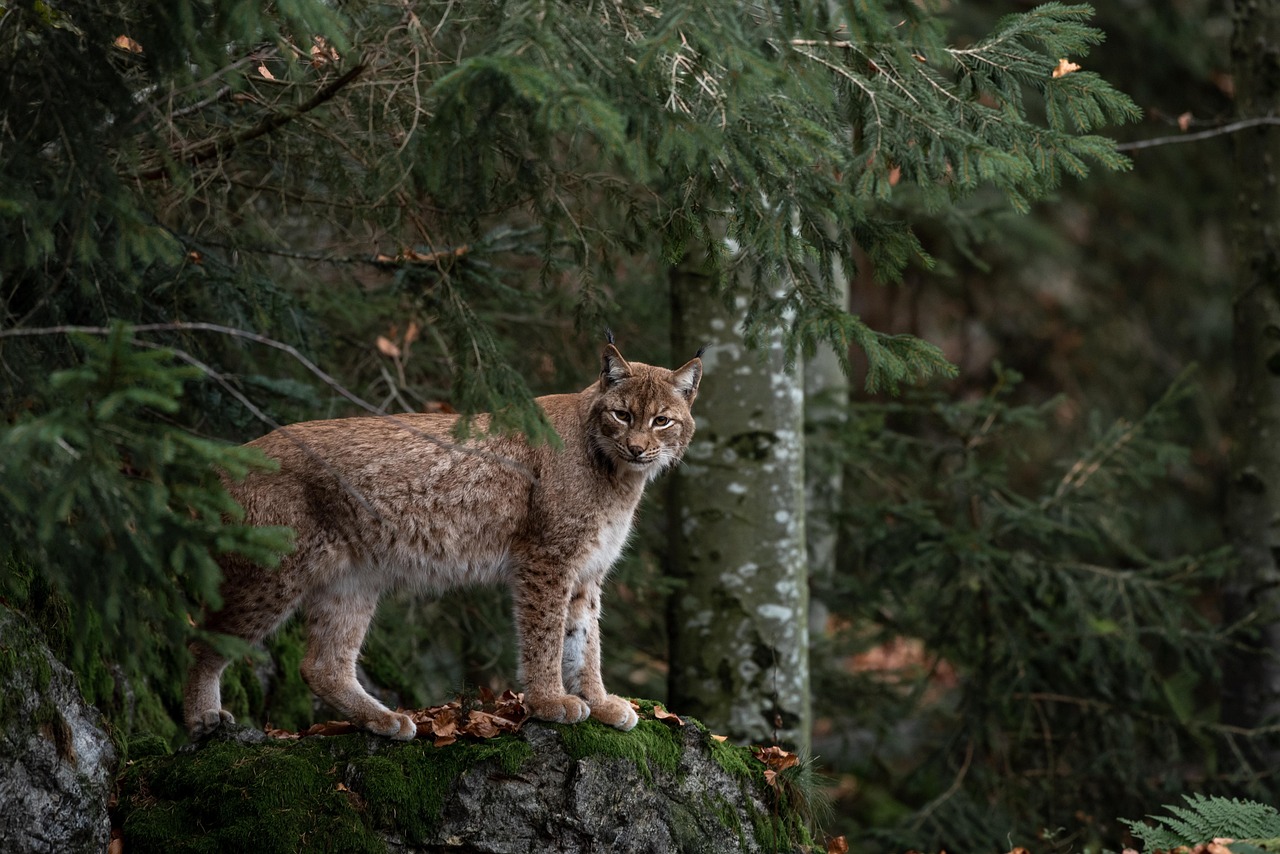 Bobcats Are Thriving in These U.S. States and Most People Never Notice