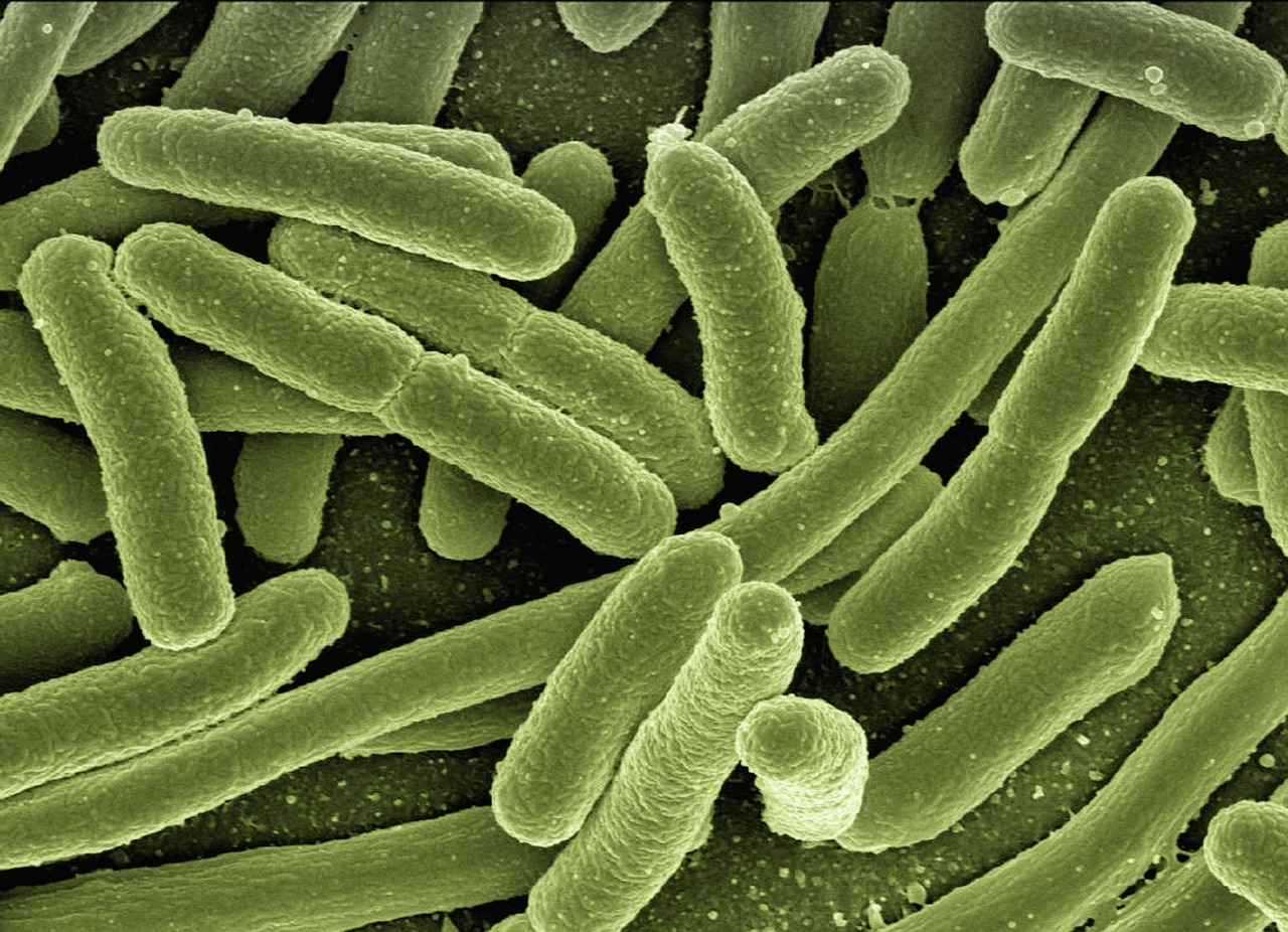 Stomach Ulcers Were Blamed on Stress