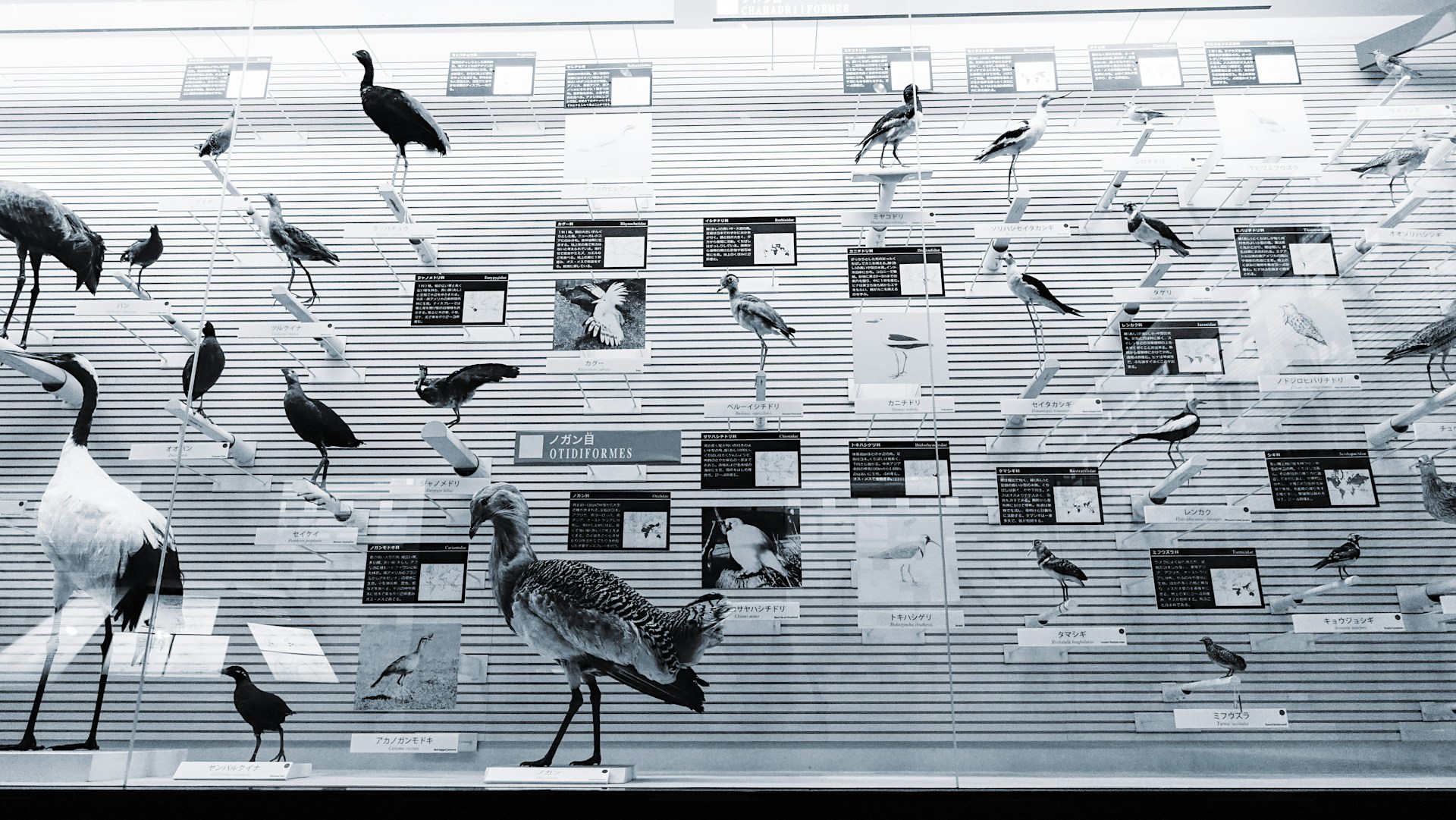 9 Animal Myths That Create Fear for No Good Reason