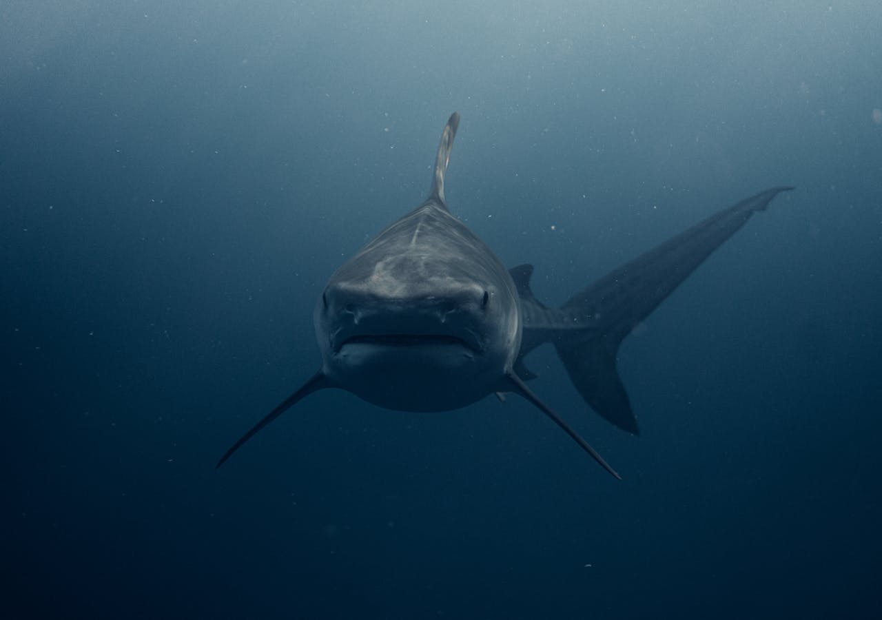 Sharks Hunt Humans on Sight