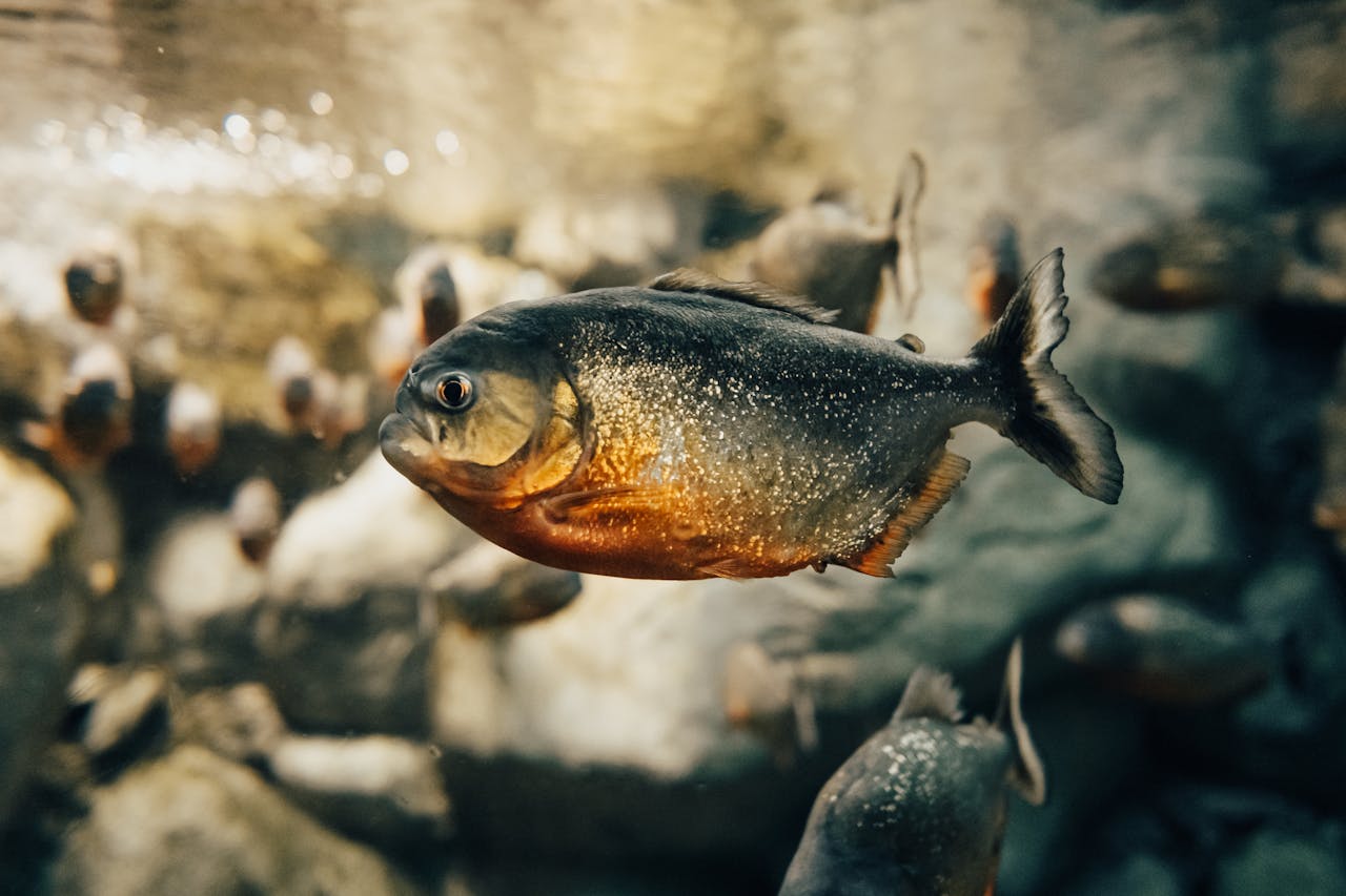 Piranhas Attack Humans in Packs