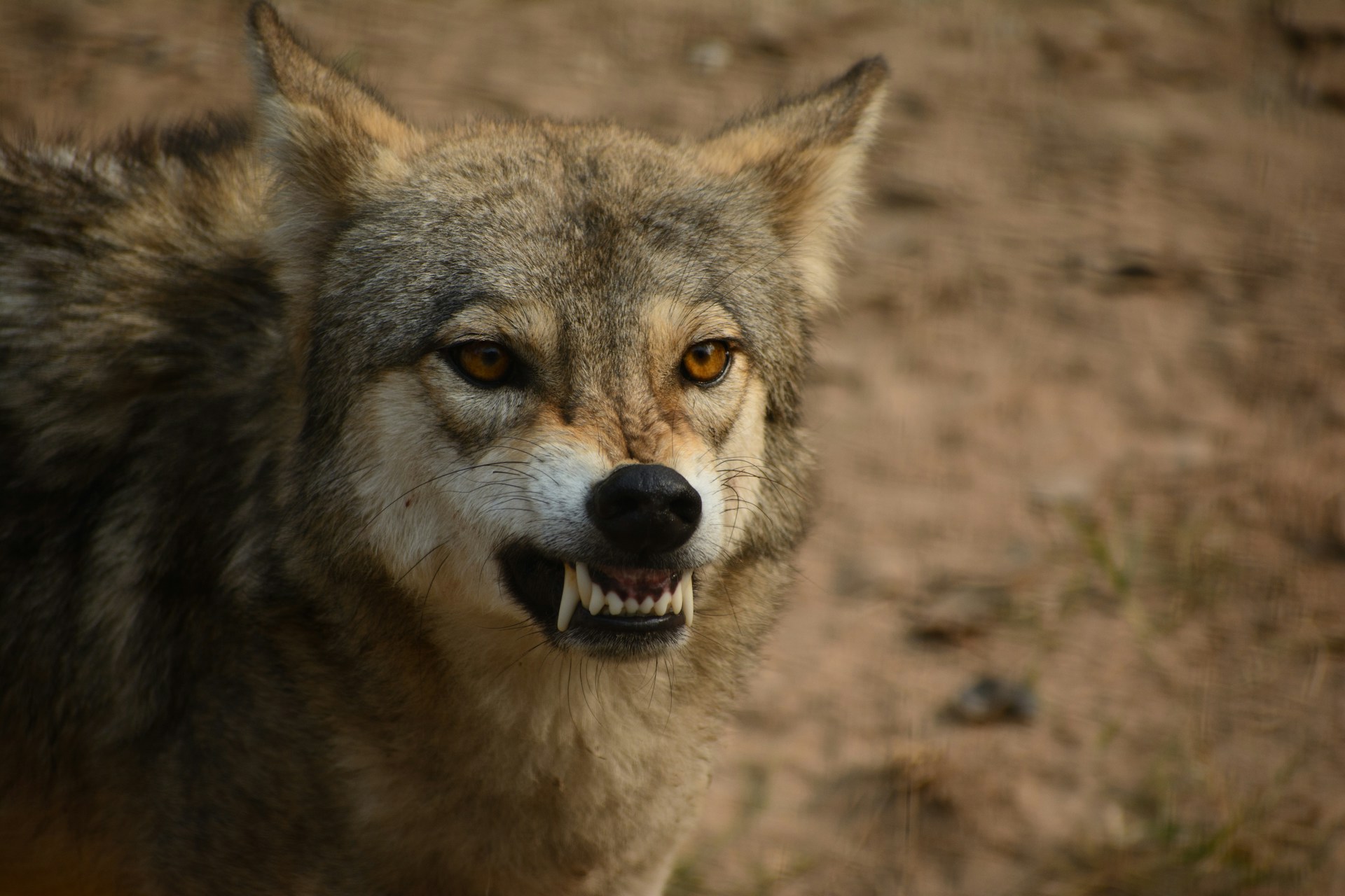 Wolves Are Aggressive Toward People