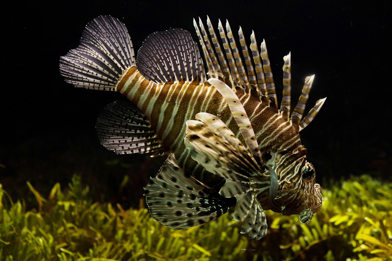 LIONFISH TURNED FROM THREAT TO TARGET