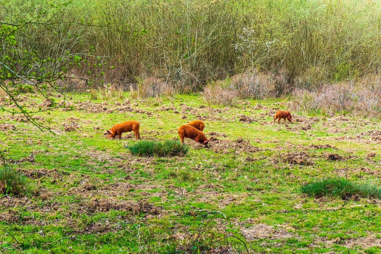 15 States Where Wild Hog Damage Is Getting Hard to Ignore