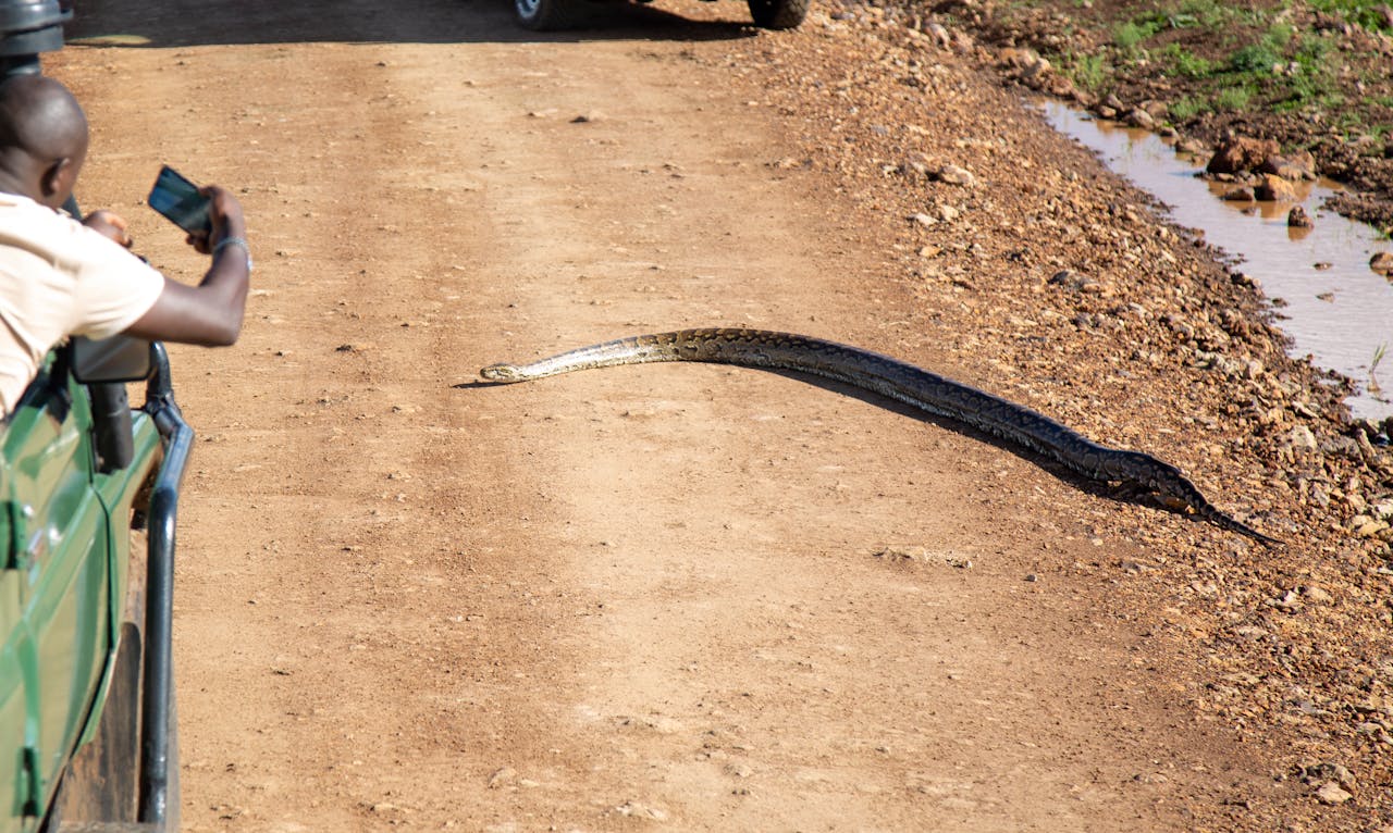 Overlooking Desert Wildlife and Road Hazards