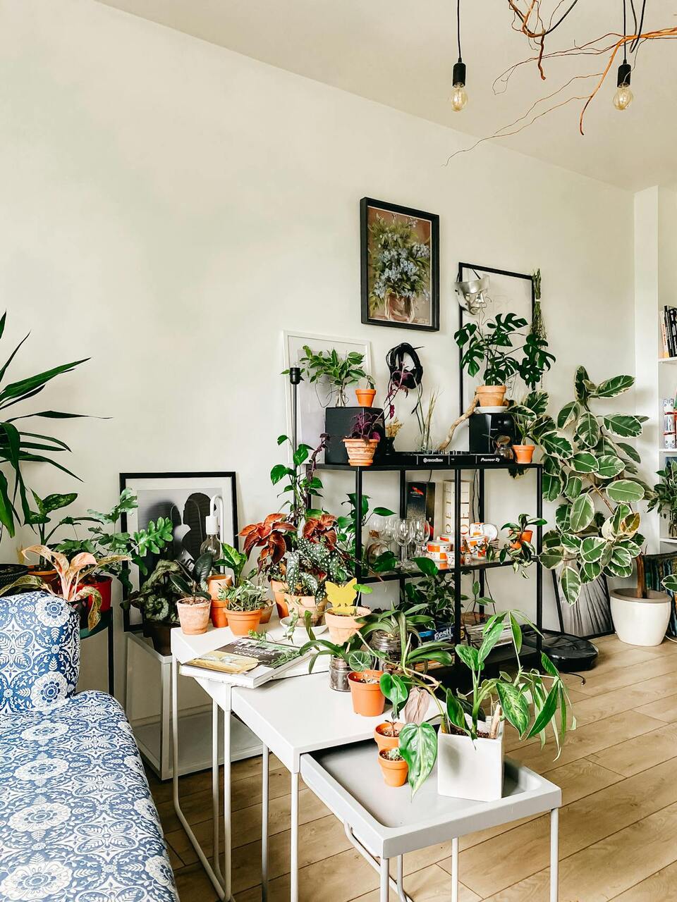 Indoor Tropical Plants Overload