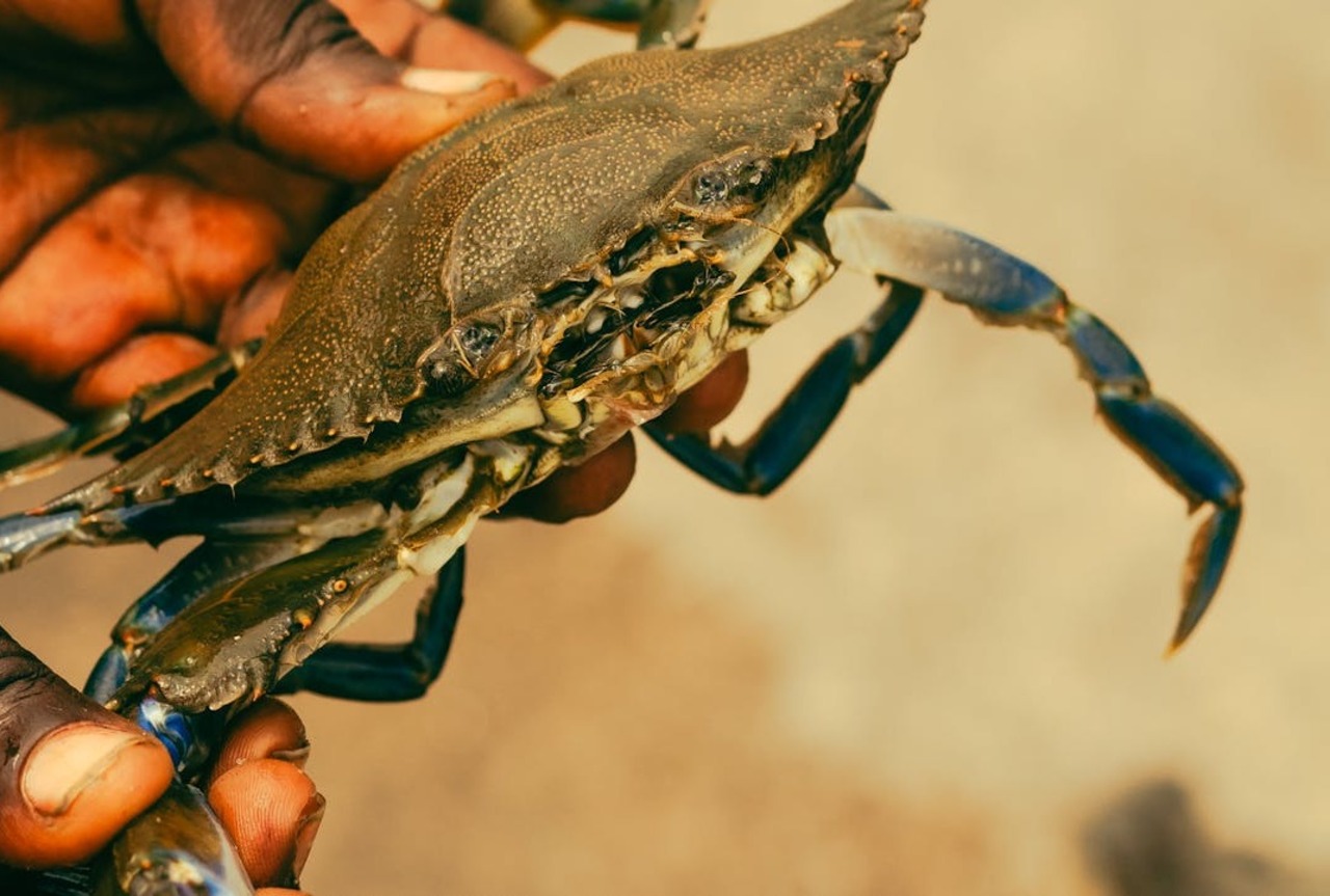 EUROPEAN GREEN CRABS WREAKING HAVOC