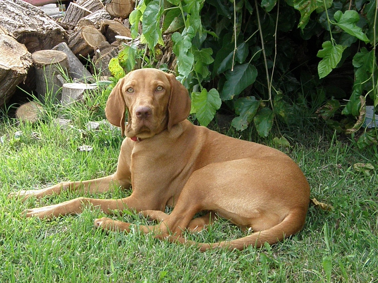 Vizsla