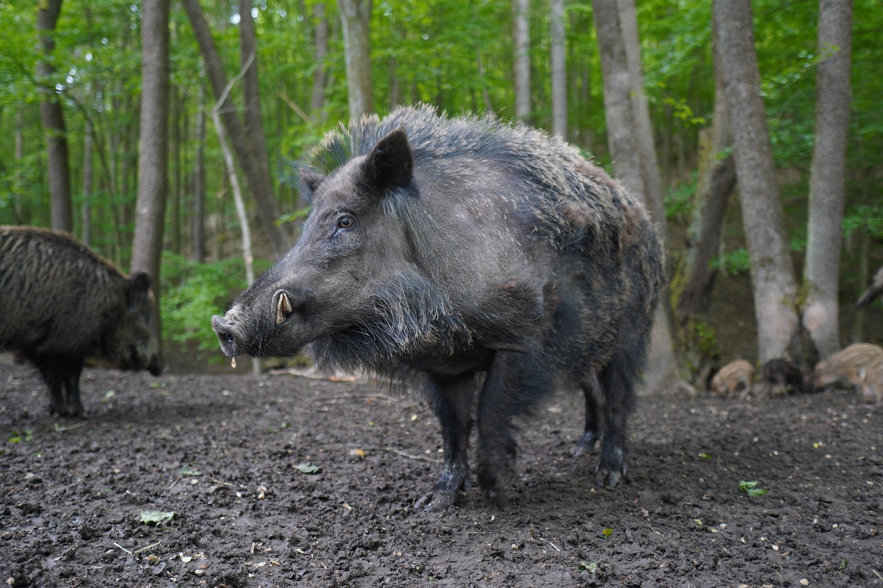 WILD BOAR AND UNCONTROLLED POPULATIONS