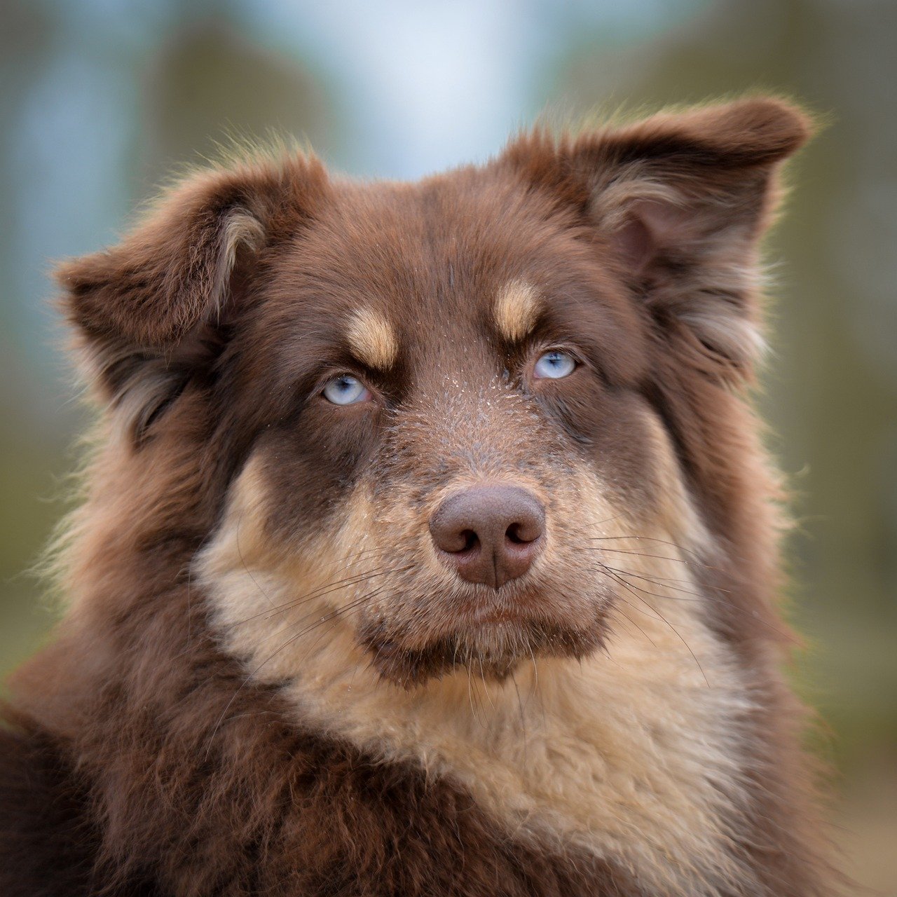 Australian Shepherd