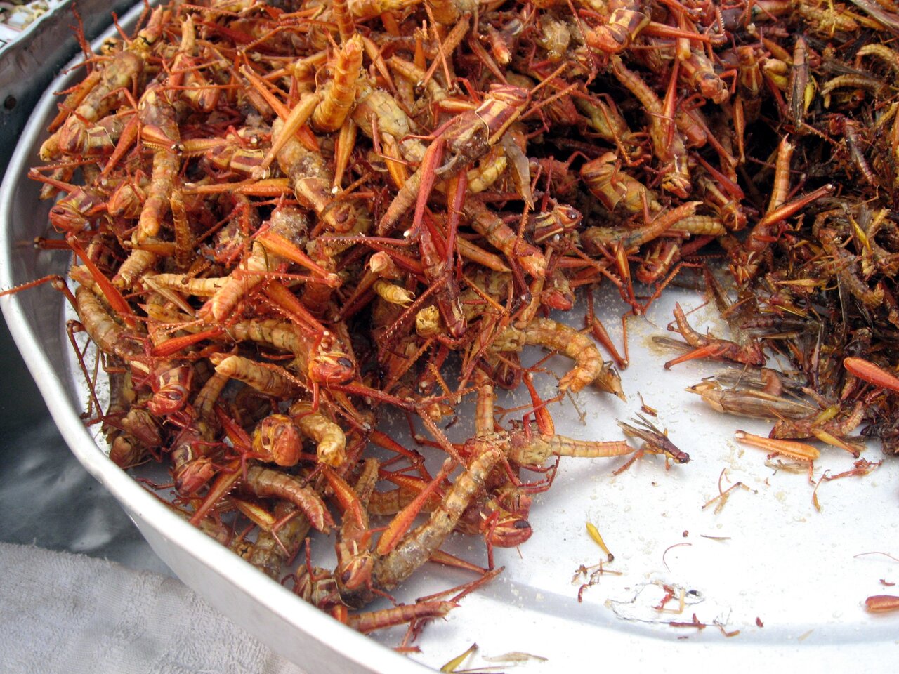 Fried Insects in Thailand