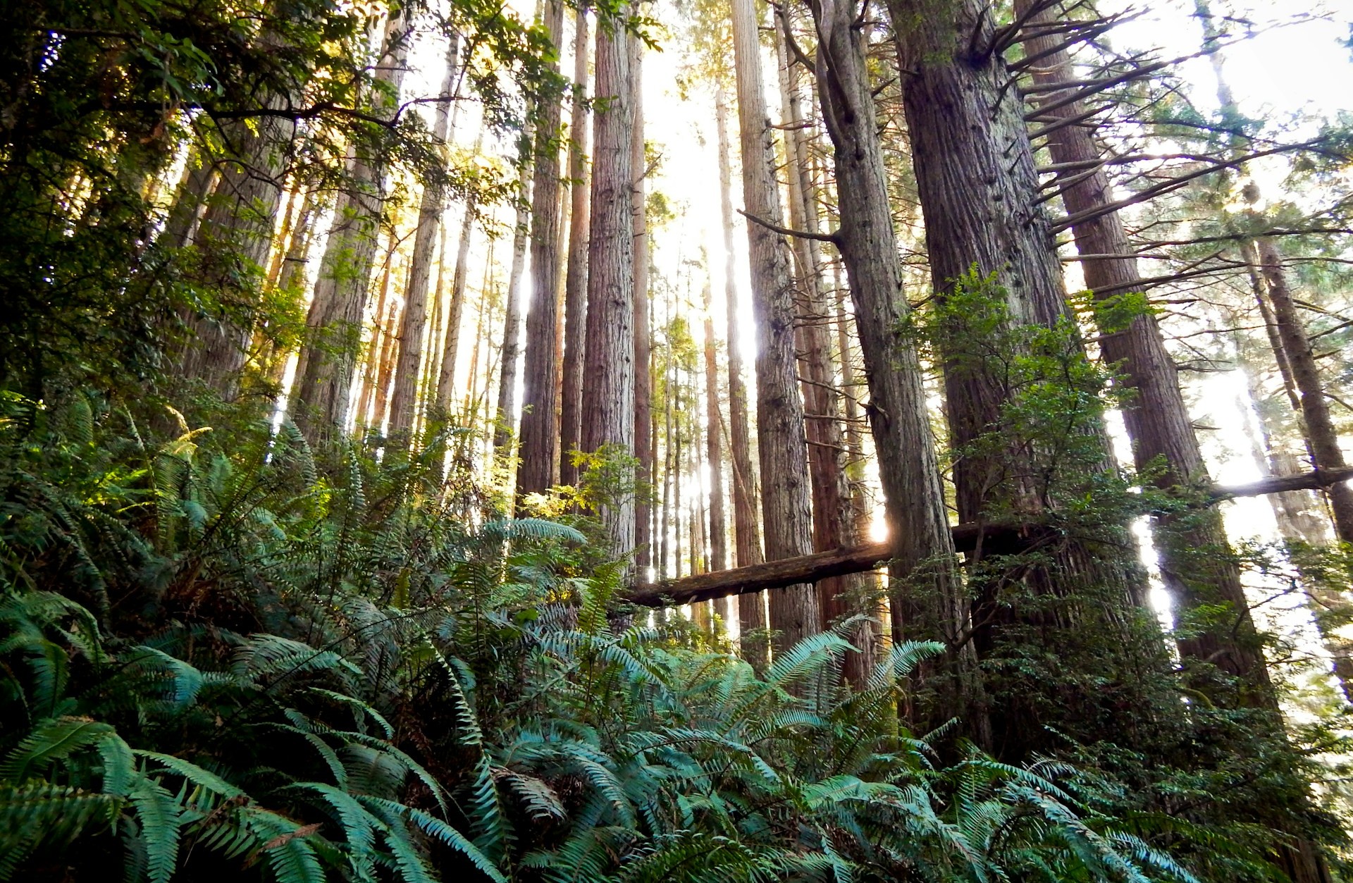 Redwood National and State Parks