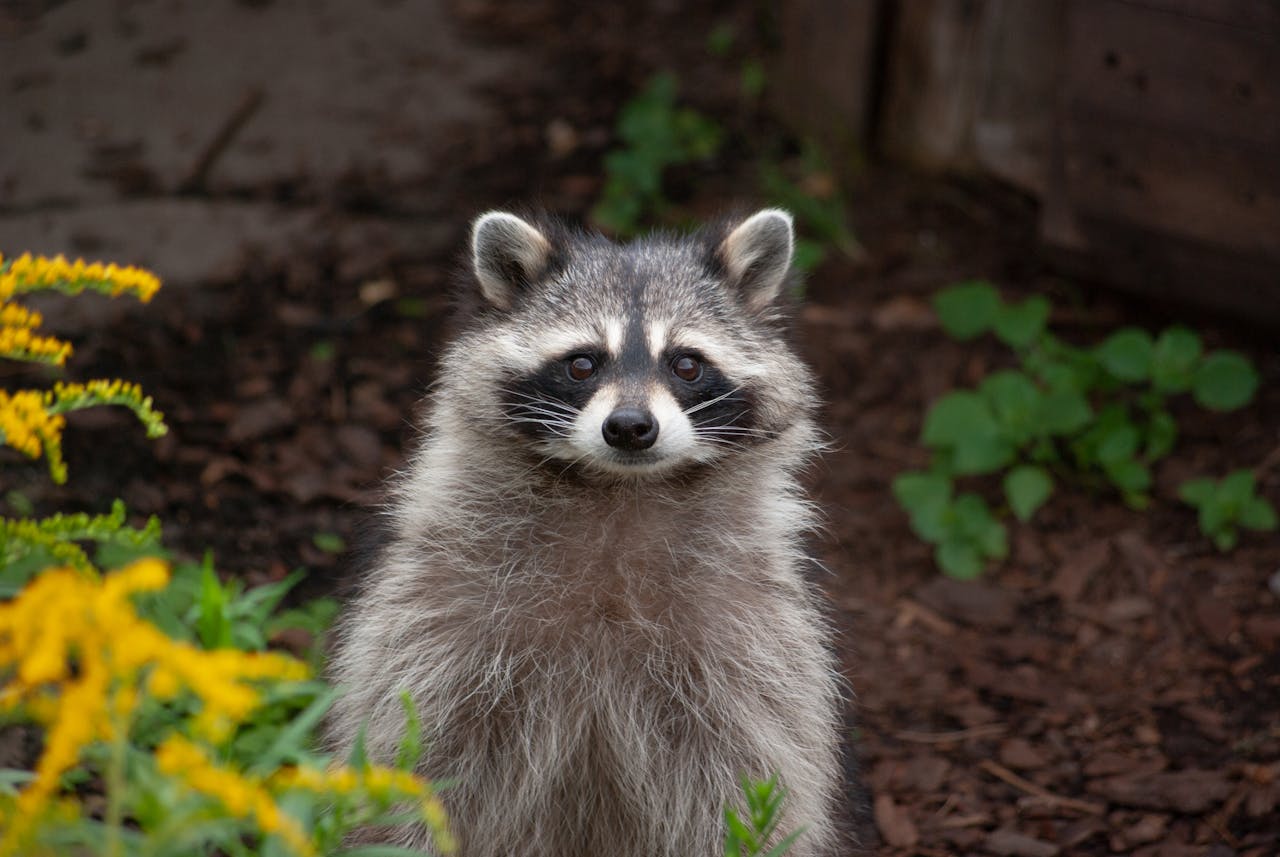 Raccoons That Bring Disease Risk