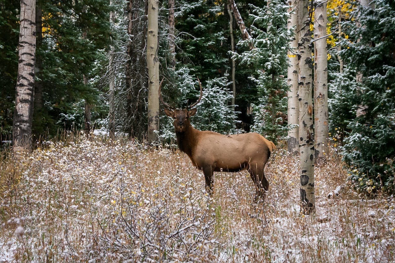 Elk That Change Mood In The Rut