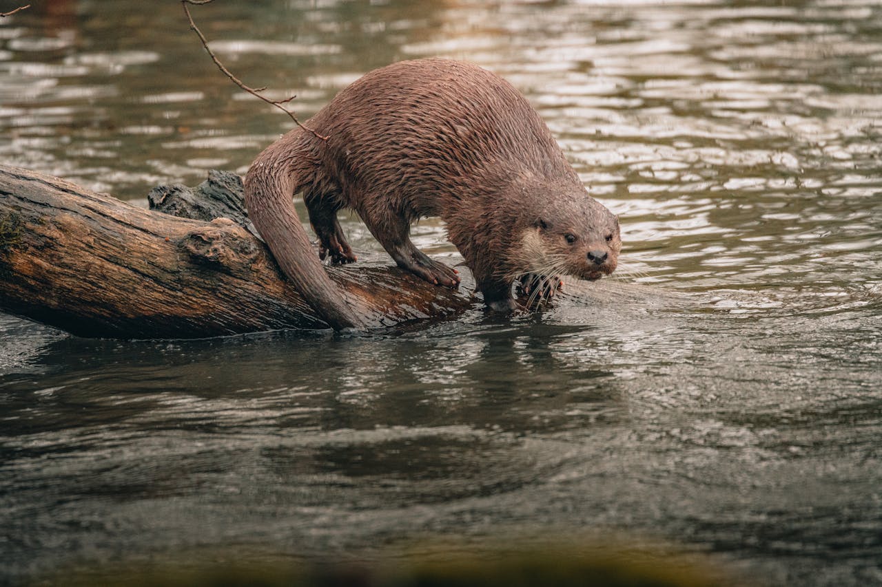 River Otters That Do Not Want Company