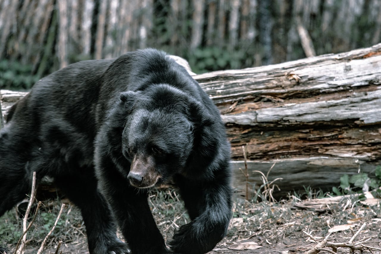 Black Bears That React To Surprise