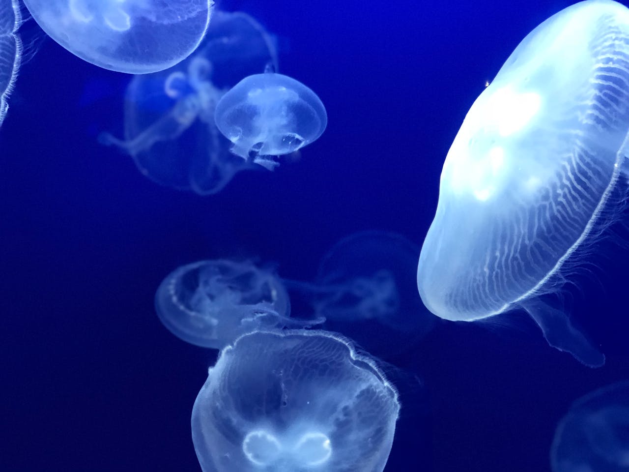 jellyfish