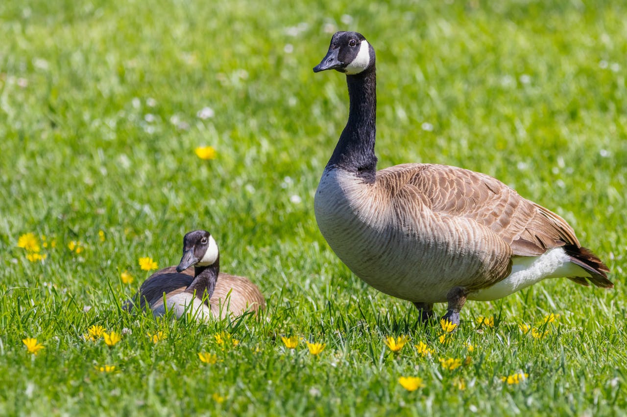 Canada Geese That Guard Nests