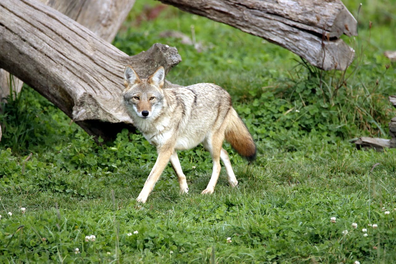 Coyotes That Test Boundaries