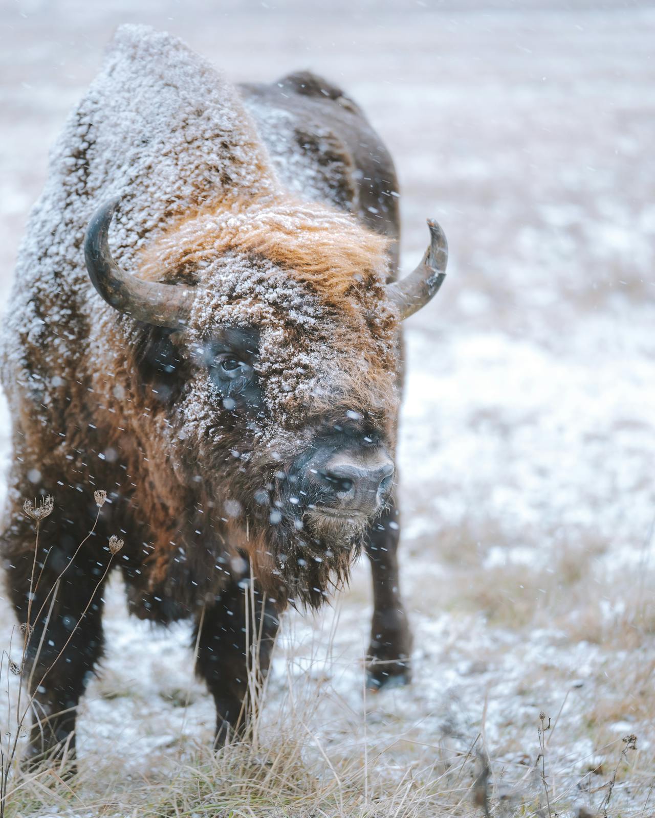 Yellowstone at Your Doorstep