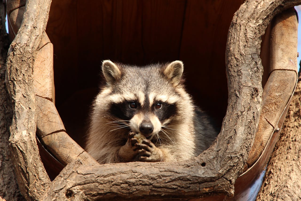 Raccoons That Bring Disease Risk