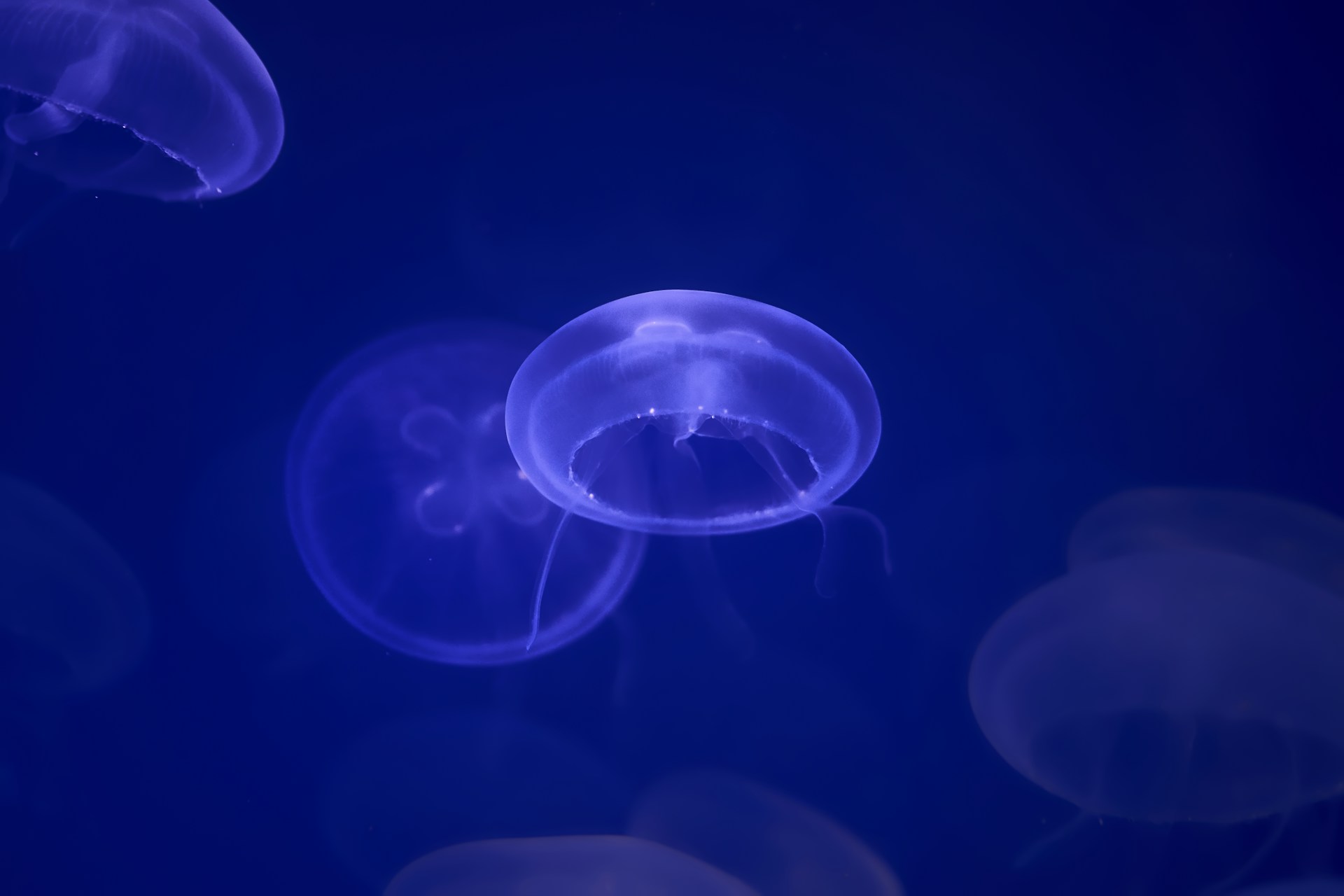 jellyfish